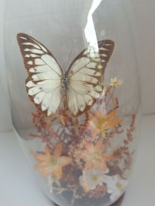 Vintage Real Butterfly Dome Glass Terrarium Display Decor 1970`s 3