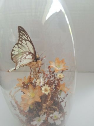 Vintage Real Butterfly Dome Glass Terrarium Display Decor 1970`s 4