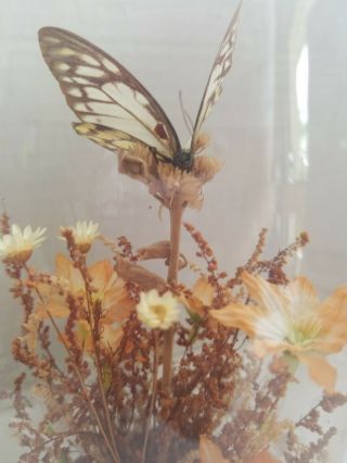 Vintage Real Butterfly Dome Glass Terrarium Display Decor 1970`s 7