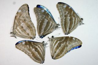 5 Morpho Adonis In A1