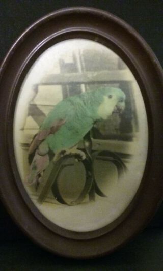 Great Vintage Ca.  1910 Colorized Parrot Photo - Oval Frame - Good Shape - Unique