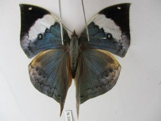 N10813.  Unmounted Butterflies: Kallima Sp.  South Vietnam.  Dong Nai