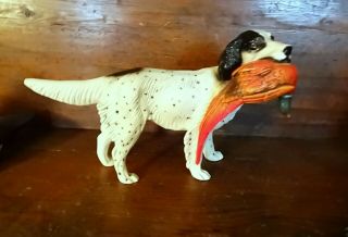 Vintage English Setter With Ring Neck Pheasant In Mouth.  Startling