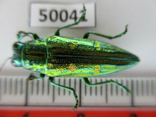 50041 Buprestidae,  Chrysochroa Sp?.  Vietnam South