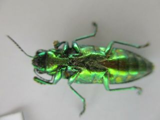 50041 Buprestidae,  Chrysochroa sp?.  Vietnam South 2