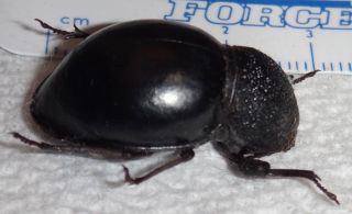 Tenebrionidae Phanerotomea virago South Africa M9 Psammodes Insect Beetle Bug 2