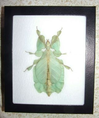 Real Framed Phyllium Pulchrifolium Female Leaf Insect Taxidermy