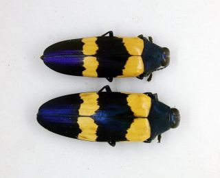 Beetle - Chrysochroa Mniszechii (pair) - Lamphun,  Chiangmai,  Thailand (cmp)
