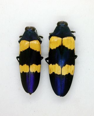 Beetle - Chrysochroa mniszechii (Pair) - Lamphun,  Chiangmai,  Thailand (CMP) 2