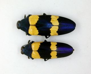 Beetle - Chrysochroa mniszechii (Pair) - Lamphun,  Chiangmai,  Thailand (CMP) 3
