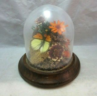 Vintage Real Butterfly & Dried Flowers.  Glass Dome,  Wood Base