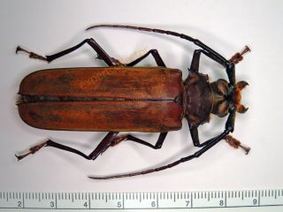 Cerambycidae - Orthomegas Haxairei Sp 66mm,  From Ecuador Kz6111