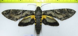 Sphingidae; Cocytius Antaeus Female / French Guiana