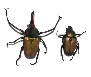 Cetoniidae.  1 Pair Theodosia Antoinei.  West Kalimantan (28)