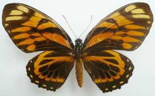 Papilio Zagreus Batesi Female From Dept.  Loreto,  Peru,  Repaired,