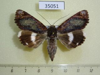 35051p Noctuidae Nagia Amplificans F Madagascar