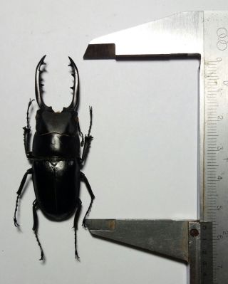 Rare Lucanidae : Black Form Prosopocoilus Tragulus Sp 56mm,  Morotai,  Indonesia.