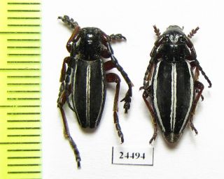 Cerambycidae,  Dorcadion Scabricolle Paphlagonicum,  Pair,  Turkey,  Afyon Prov.