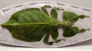 Phyllium Bioculatum Leaf Insect Female Real