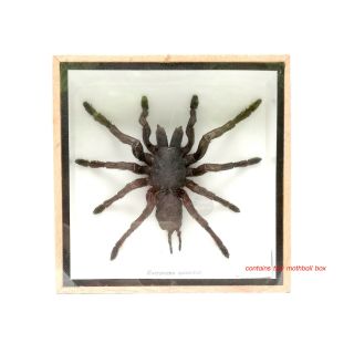 1 X Real Black Tarantula Spider Insect Taxidermy Display Framed Wood Mounted Box