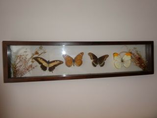 Vintage Dried Flowers & Butterflies,  Framed Between Glass.  /.