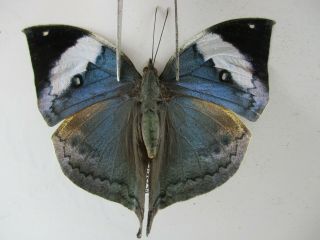 N12254.  Unmounted Butterflies: Kallima Sp.  South Vietnam.  Dong Nai