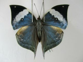N12255.  Unmounted Butterflies: Kallima Sp.  South Vietnam.  Dong Nai
