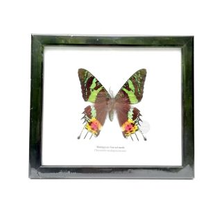 Real Madagascar Sunset Moth Butterfly Taxidermy Glass Framed Display Home Decor