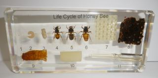 Honey Bee Life Cycle Set Apis Mellifera Real Insect Specimen Education Aid