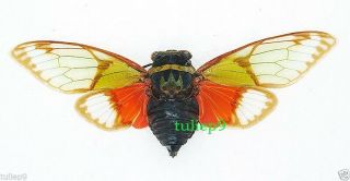 Cicada - Homoptera - Salvazana Imperialis - Chiangmai,  Northern Thailand - Rare