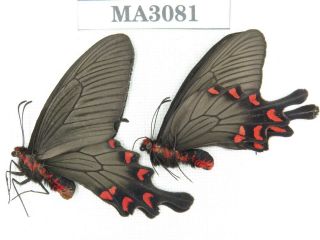 Butterfly.  Byasa Demonius Yunnana.  China,  Yunnan,  Lijiang.  2m.  Ma3081.