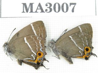 Butterfly.  Lycanidae Sp.  China,  Yunnan,  Xiangerila,  Weixi.  2m.  Ma3007.
