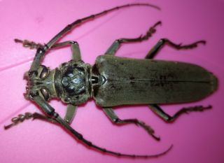 Cerambycidae/cerambycinae Criadon Sp ? Female 52 Mm Loreto - Peru