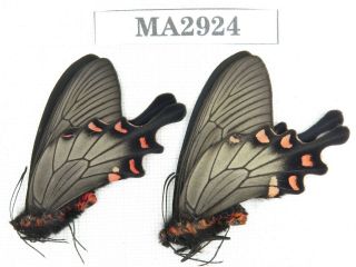 Butterfly.  Byasa Demonius Demonius.  China,  Sichuan,  Batang.  2m.  Ma2924.