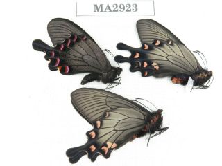 Butterfly.  Byasa Demonius Demonius.  China,  Sichuan,  Batang.  3m.  Ma2923.