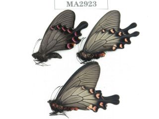 Butterfly.  Byasa demonius demonius.  China,  Sichuan,  Batang.  3M.  MA2923. 2