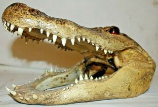 12 " American Alligator Head Taxidermy Mount From 8 Foot Beast Reptile