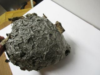 Real Hornet Nest Paper Wasp Nest Bee Hive 13” X 9 " From York