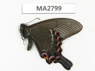 Butterfly.  Papilio Maackii Ssp.  China,  Sichuan,  Yajiang County.  1m.  Ma2799.