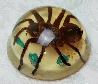 Preserved Tarantula Spider Specimen Paper Weight Oddities From Arizona