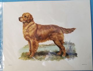 Golden Retriever Hunting Dog Lithograph Art Print Picture By Ole Larsen 1950 