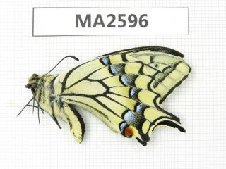 Butterfly.  Papilio Machaon Ssp.  China,  Yunnan,  Xiangerila,  Benzilan.  1m.  Ma2596.