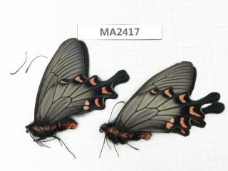 Butterfly.  Byasa Demonius Demonius.  China,  W Sichuan,  Batang.  2m.  Ma2417.
