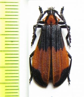Cerambycidae,  Amphidesmus Platypterus,  Congo