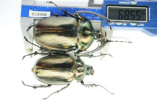 B18906 – Dynastidae Euchirinae Cheirotonus,  Beetles – Insects Cao Bang Vietnam