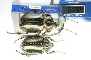 B18901 – Dynastidae Euchirinae Cheirotonus,  Beetles – Insects Cao Bang Vietnam