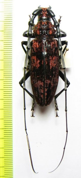 Cerambycidae,  Neocerambyx Oenochrous,  Taiwan