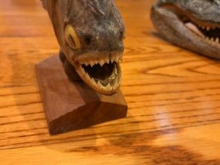 Rare Taxidermy Alligator Crocodile Head Real Teeth With A Cool Mounted Piranha