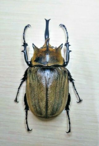 Dynastidae - Megasoma gyas male,  large 95,  mm,  (Brasil) 2