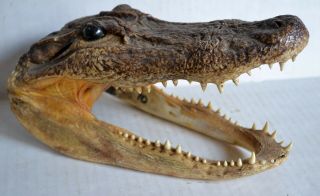 Large Real Alligator Head Skull Taxidermy Gator W/glass Eyes & Real Teeth